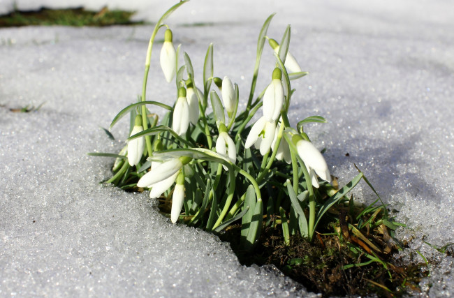 Обои картинки фото цветы, подснежники,  белоцветник,  пролески, весна, снег