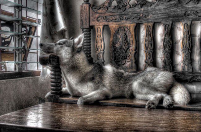 Обои картинки фото животные, собаки, sobaka