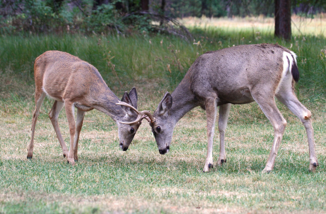 Обои картинки фото животные, олени, дуэль