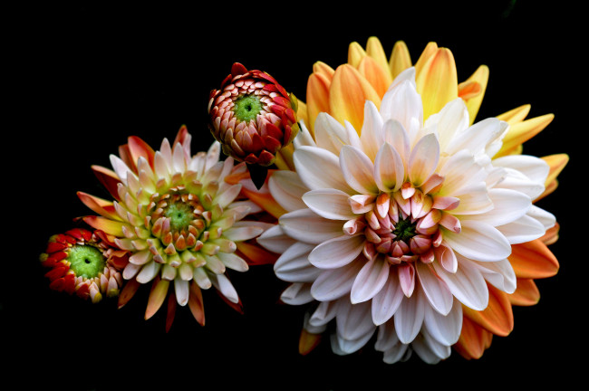 Обои картинки фото цветы, георгины, макро