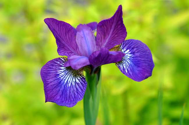 Обои картинки фото цветы, ирисы, касатик