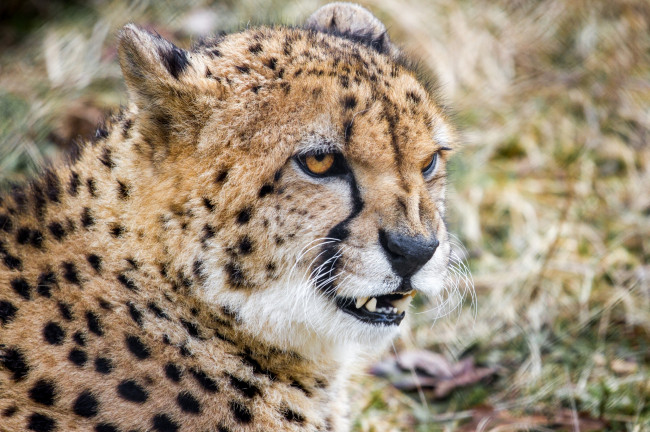 Обои картинки фото животные, гепарды, зверь, гепард, боке