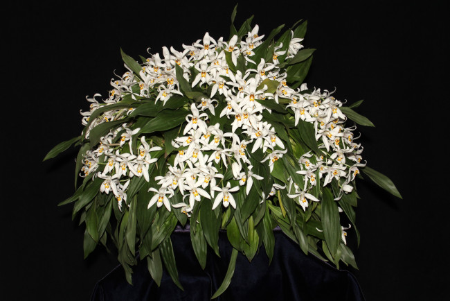 Обои картинки фото цветы, орхидеи, белые