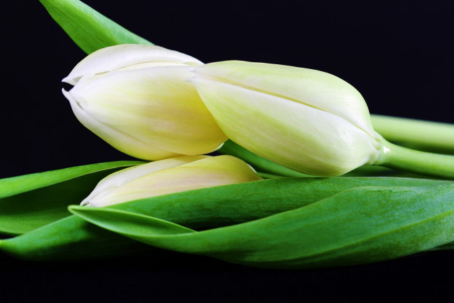 Обои картинки фото цветы, тюльпаны, трио