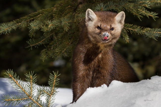 Обои картинки фото животные, хорьки,  куницы,  горностаи,  ласки,  соболи, снег, соболь