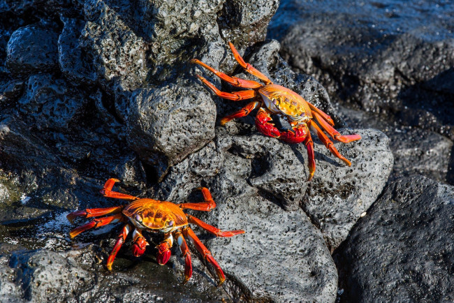 Обои картинки фото животные, крабы,  раки, пара, клешни, камень