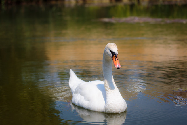 Обои картинки фото животные, лебеди, вода, грация, белый