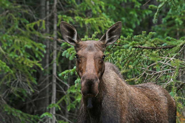 Обои картинки фото животные, лоси, сохатый, лес