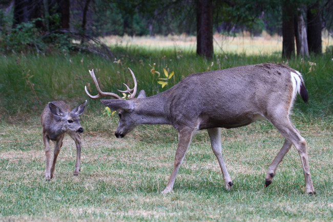 Обои картинки фото животные, олени, малыш, олень
