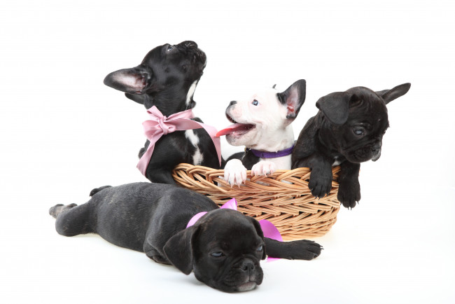 Обои картинки фото животные, собаки, белый, фон, корзина, щенки, отдых