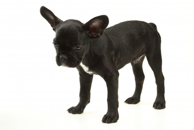 Обои картинки фото животные, собаки, белый, фон, собака, щенок