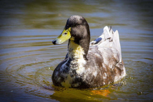 Обои картинки фото животные, утки, вода, клюв, птица, утка