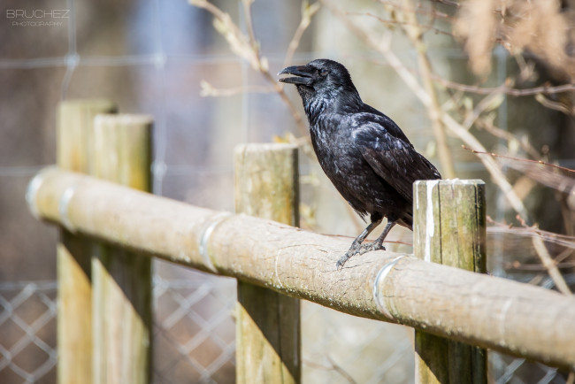 Обои картинки фото животные, вороны,  грачи,  галки, забор, клюв, черный, птица, ворон