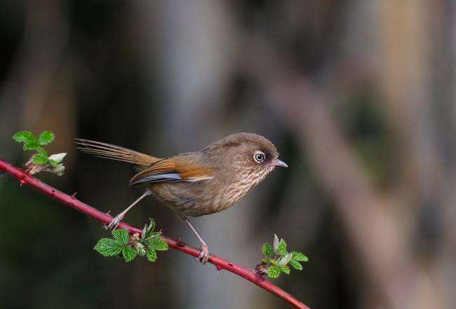 Обои картинки фото животные, птицы, птичка