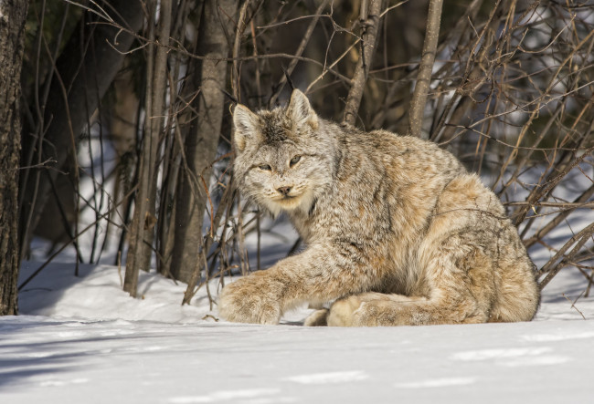 Обои картинки фото животные, рыси, снег, канадская, рысь