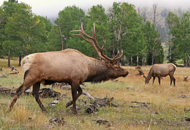 Обои картинки фото животные, олени, поляна, лес