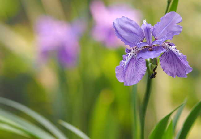 Обои картинки фото цветы, ирисы, касатик