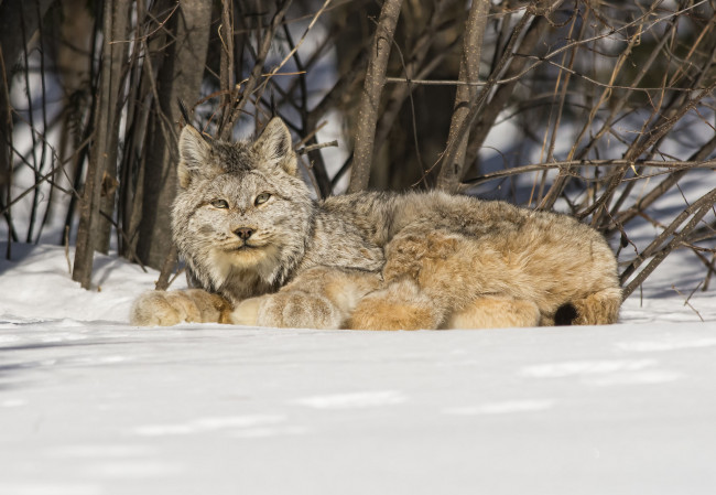 Обои картинки фото животные, рыси, канадская, рысь, снег