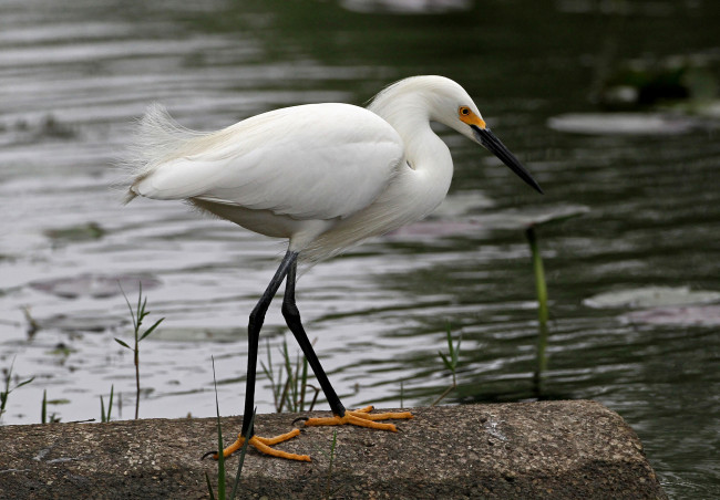 Обои картинки фото животные, цапли, цапля, белая, вода, камень