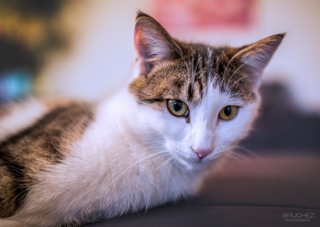 Обои картинки фото животные, коты, лежит, морда, кошка