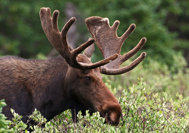 Обои картинки фото животные, лоси, сохатый, лес