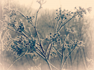 Картинка природа макро трава сухостой иней