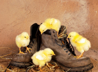 Картинка животные куры +петухи циплята сапог