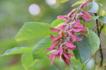 Картинка природа другое макро семена листья