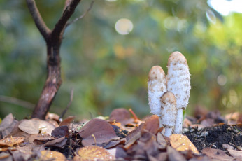 Картинка природа грибы дерево макро трава