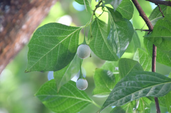 Картинка природа листья