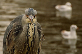 Картинка животные цапли +выпи перья птица цапля