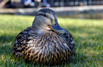 Картинка животные утки луг утка трава
