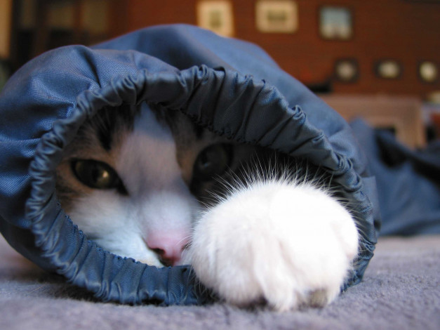 Обои картинки фото животные, коты, кот, ковер, рукав, одежда, лапа, голова