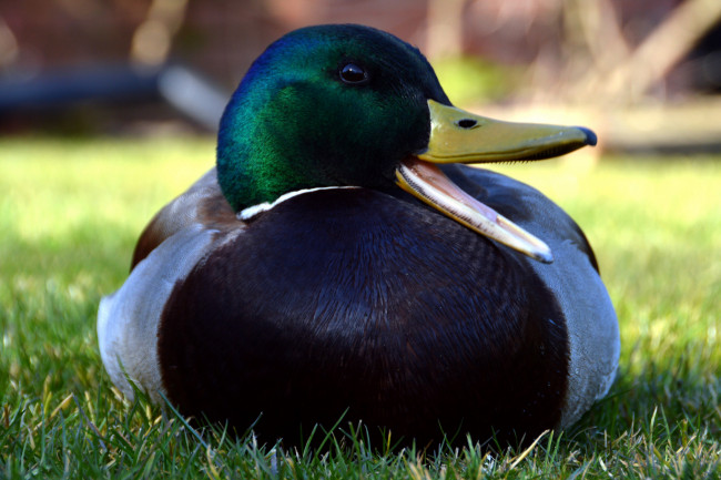 Обои картинки фото животные, утки, луг, утка