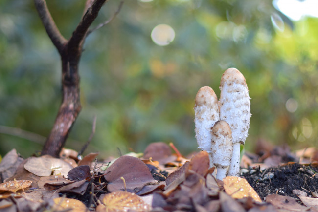 Обои картинки фото природа, грибы, дерево, макро, трава