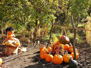 Картинка еда тыква осень урожай