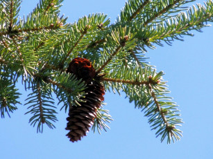 Картинка природа шишки +жёлуди +каштаны сосна ветка