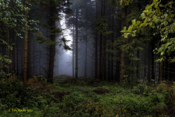 Картинка природа лес