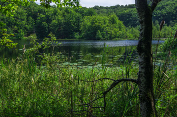 Картинка природа реки озера лес река