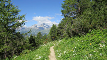 Картинка природа пейзажи лес горы