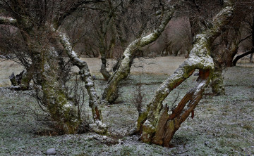 Картинка природа деревья комментарий без