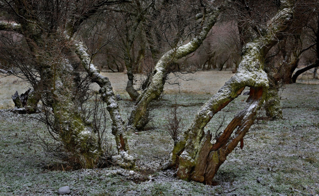 Обои картинки фото природа, деревья, комментарий, без