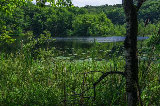 Обои картинки фото природа, реки, озера, лес, река