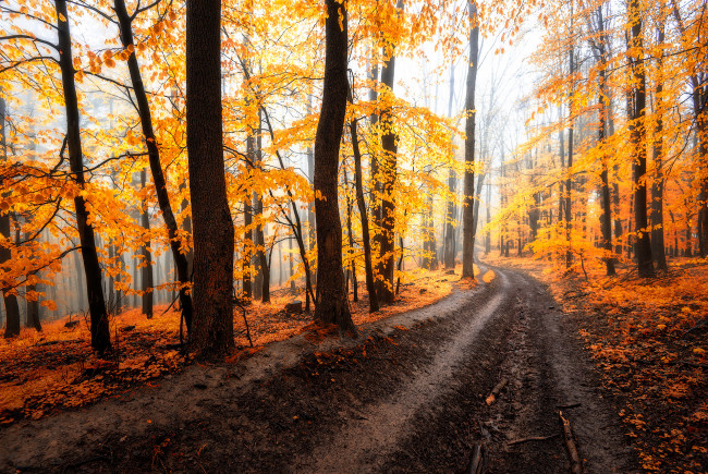 Обои картинки фото природа, дороги, лес, дорога