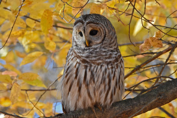Картинка животные совы осень листья ветки сова птица