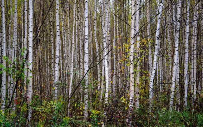 Обои картинки фото природа, лес, березовая, роща, молодые, березки