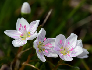 Картинка цветы луговые+ полевые +цветы