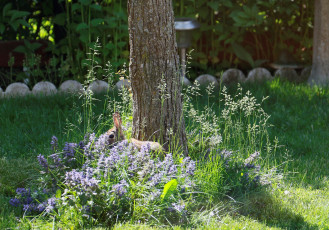 обоя животные, кролики,  зайцы, заяц