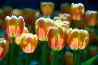 Картинка цветы тюльпаны