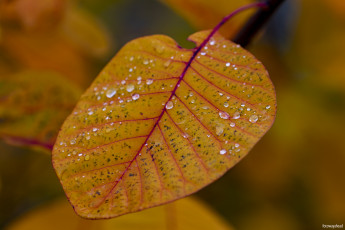 Картинка природа листья лист